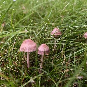 Meet your Posher, Julia